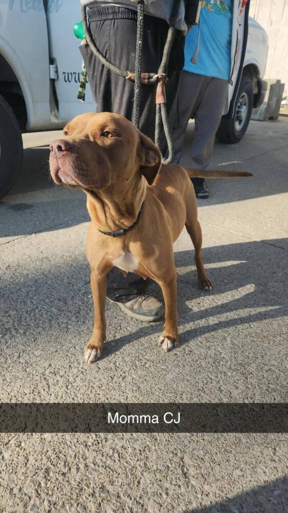 CJ - Terrier available for adoption