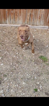 CJ - Photo 3
