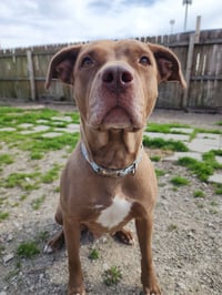 CJ - Photo 4