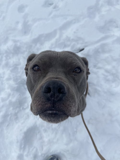 PLOW - Pit Bull Terrier / Cane Corso Mastiff available for adoption
