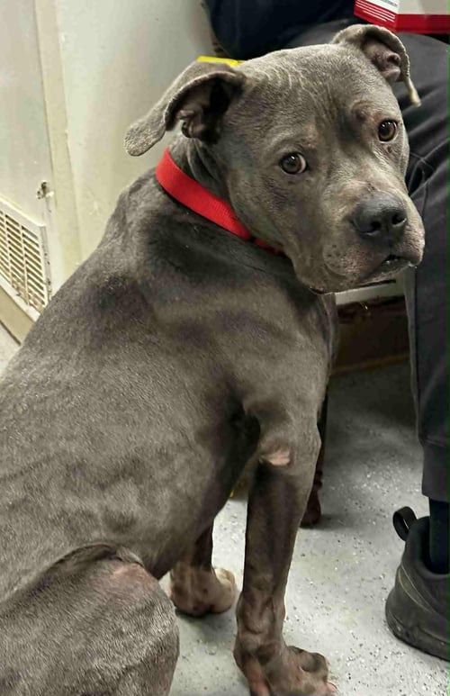 PLOW - Pit Bull Terrier / Cane Corso Mastiff available for adoption