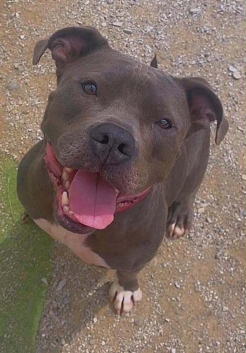 PLOW - Pit Bull Terrier / Cane Corso Mastiff available for adoption