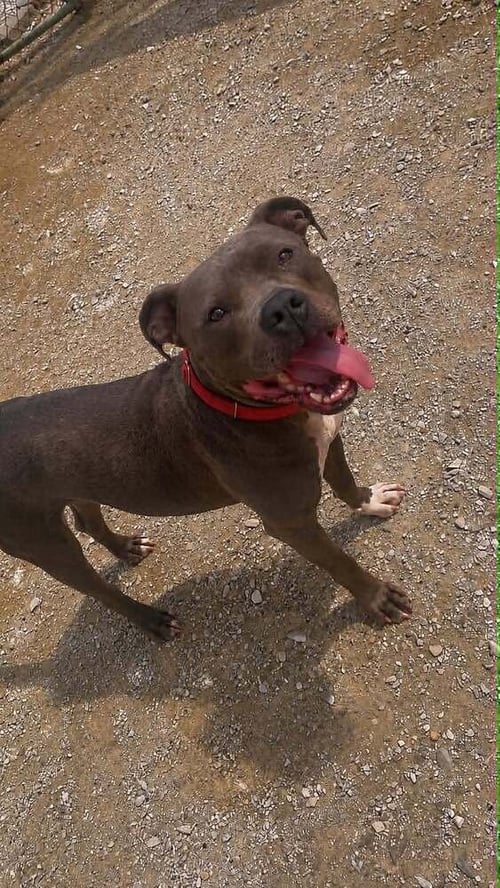 PLOW - Pit Bull Terrier / Cane Corso Mastiff available for adoption