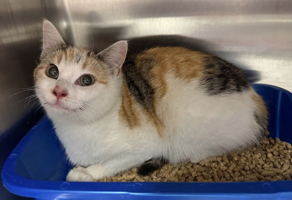 LOLLIPOP - Domestic Short Hair available for adoption