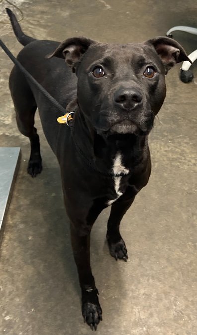 BONO - Pit Bull Terrier available for adoption