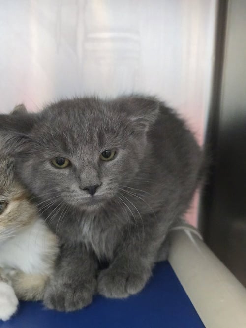 EDRIC - Domestic Short Hair available for adoption