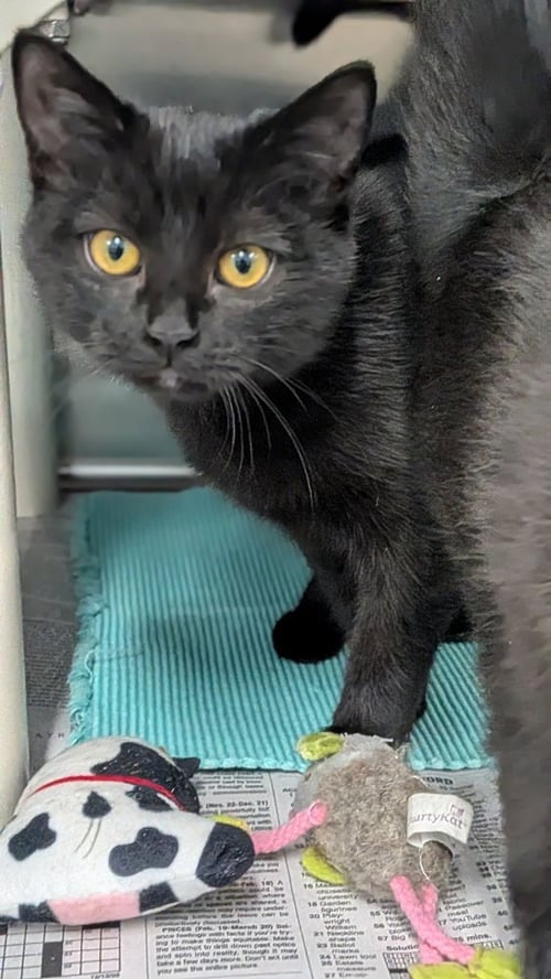 PHAEDRA - Domestic Short Hair available for adoption