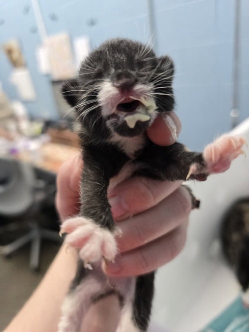 COOLER - Domestic Short Hair available for adoption