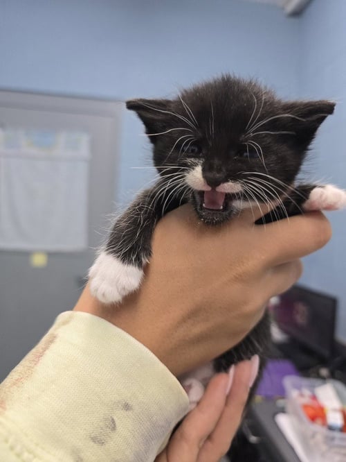 COOLER - Domestic Short Hair available for adoption