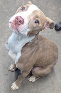 Dozer / Paddy - Photo 1