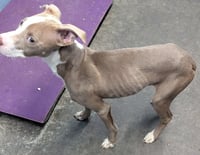 Dozer / Paddy - Photo 2