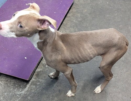 DOZER / PADDY - Pit Bull Terrier available for adoption