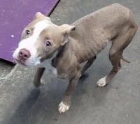 Dozer / Paddy - Photo 3