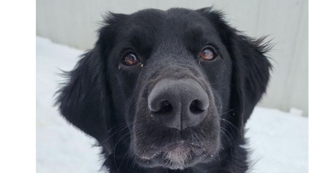 ZEUS ATOM - Labrador Retriever available for adoption