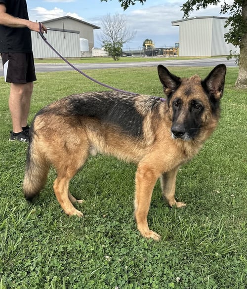 LEGION - German Shepherd Dog available for adoption