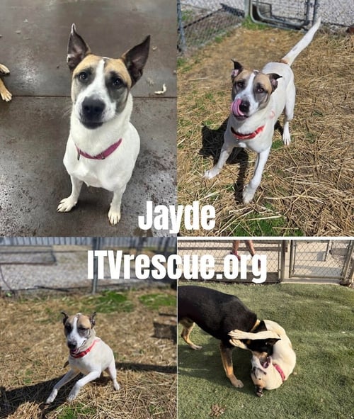 JAYDE - Husky / Terrier available for adoption
