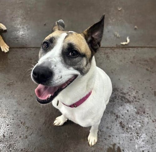 JAYDE - Husky / Terrier for adoption in Evansville