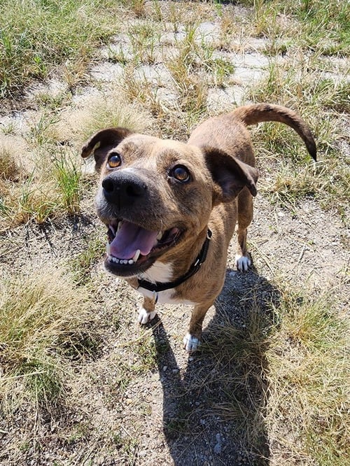 DELUNA - Terrier / Terrier available for adoption