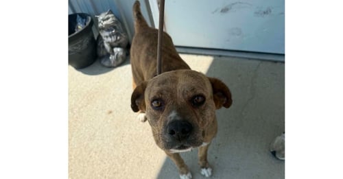 DELUNA - Terrier / Terrier available for adoption