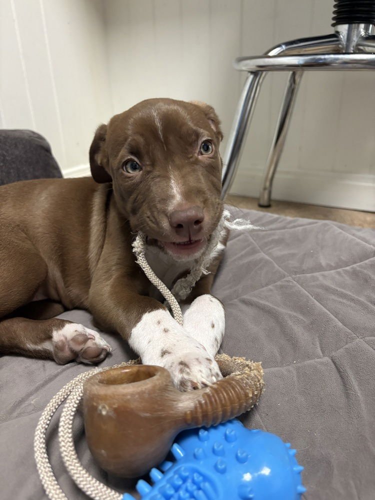 BEBE - Terrier available for adoption