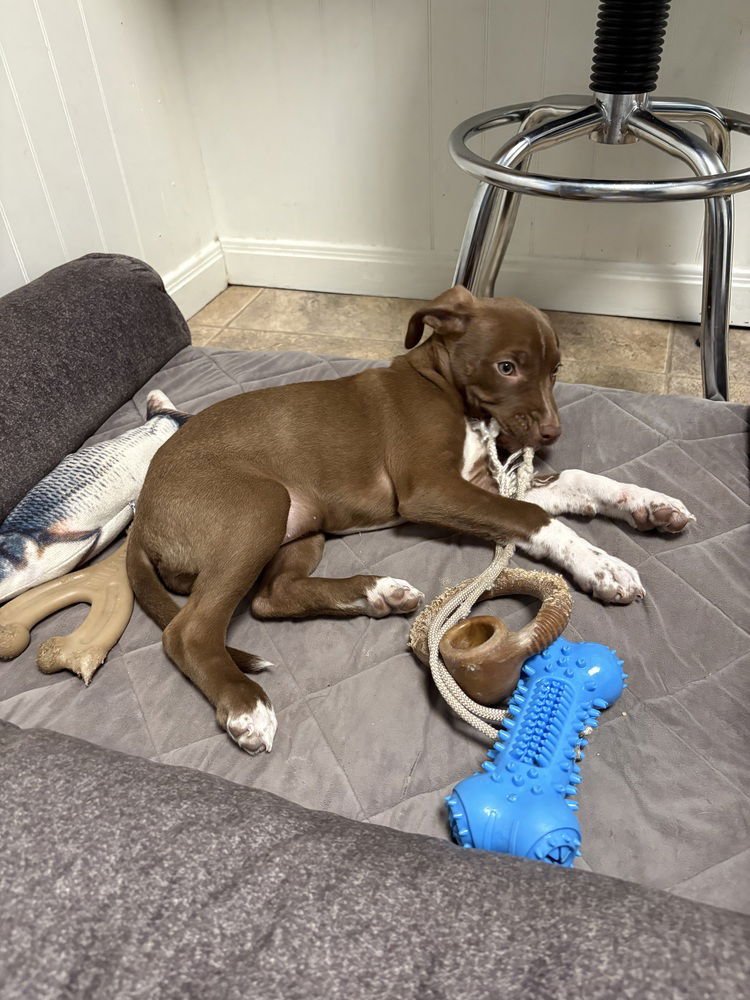 BEBE - Terrier available for adoption