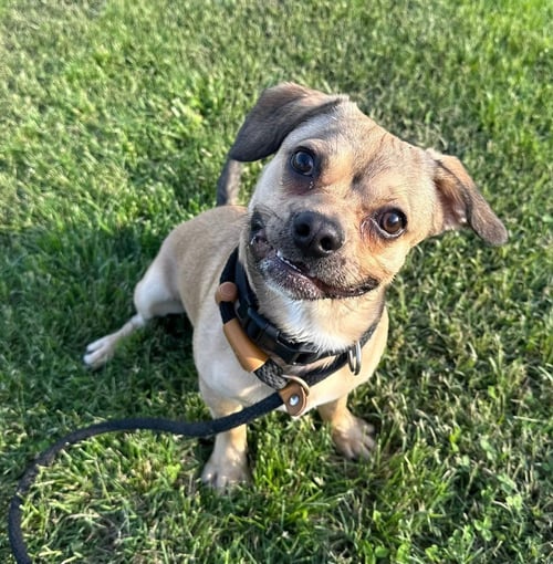 OLIVER - Beagle / Bulldog available for adoption