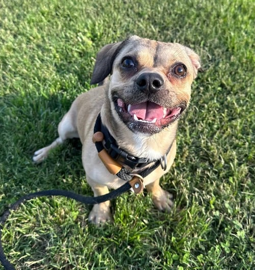 OLIVER - Beagle / Bulldog available for adoption