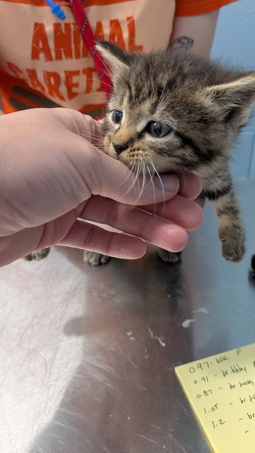 HINTERWALD - Domestic Short Hair available for adoption