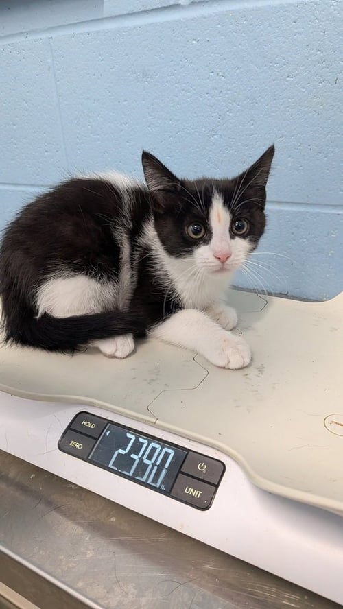CINDER - Domestic Short Hair available for adoption