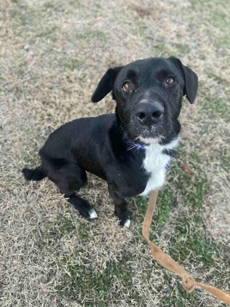 COSMO - Labrador Retriever available for adoption