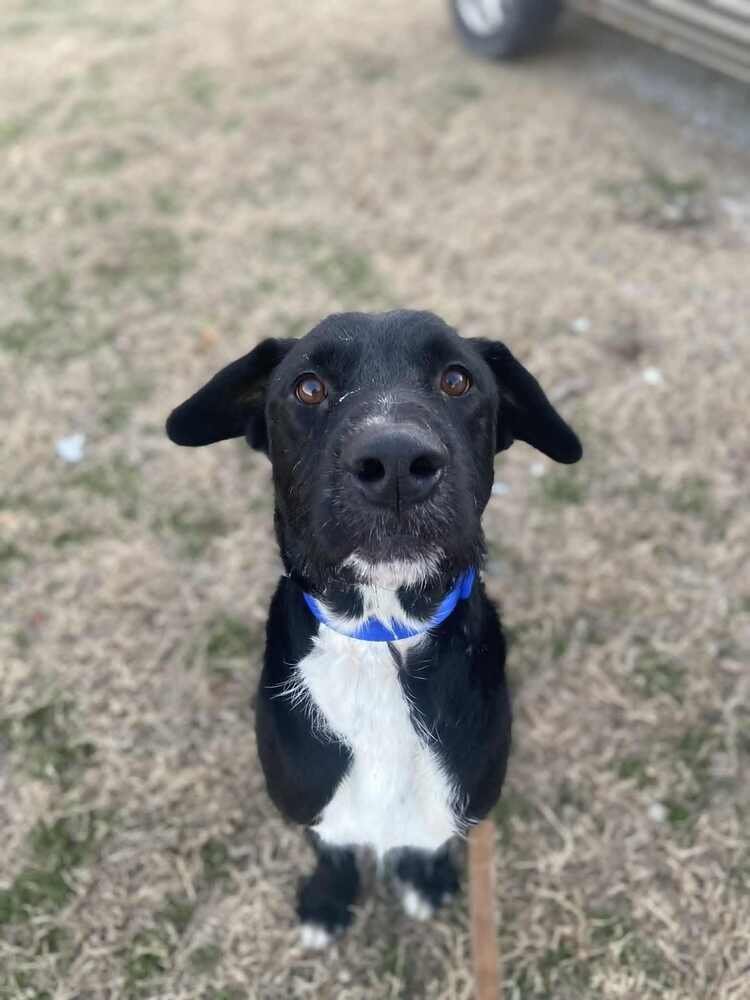 COSMO - Labrador Retriever available for adoption