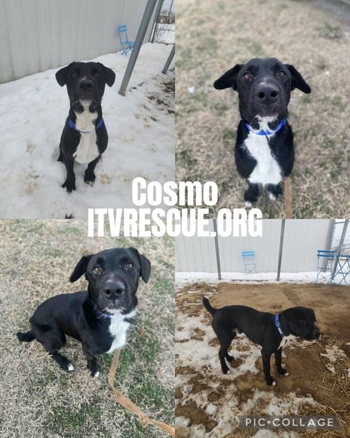 COSMO - Labrador Retriever available for adoption