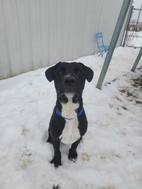 COSMO - Labrador Retriever for adoption in Evansville