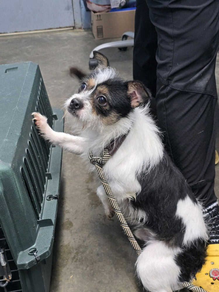 CHIMI - Terrier / Chihuahua available for adoption