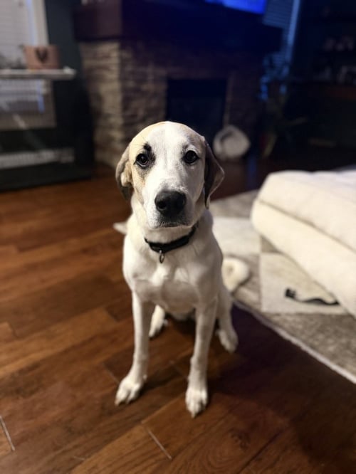 PRIAH - Great Pyrenees / Labrador Retriever available for adoption