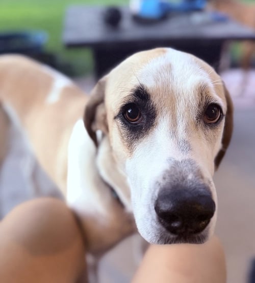 PRIAH - Great Pyrenees / Labrador Retriever available for adoption