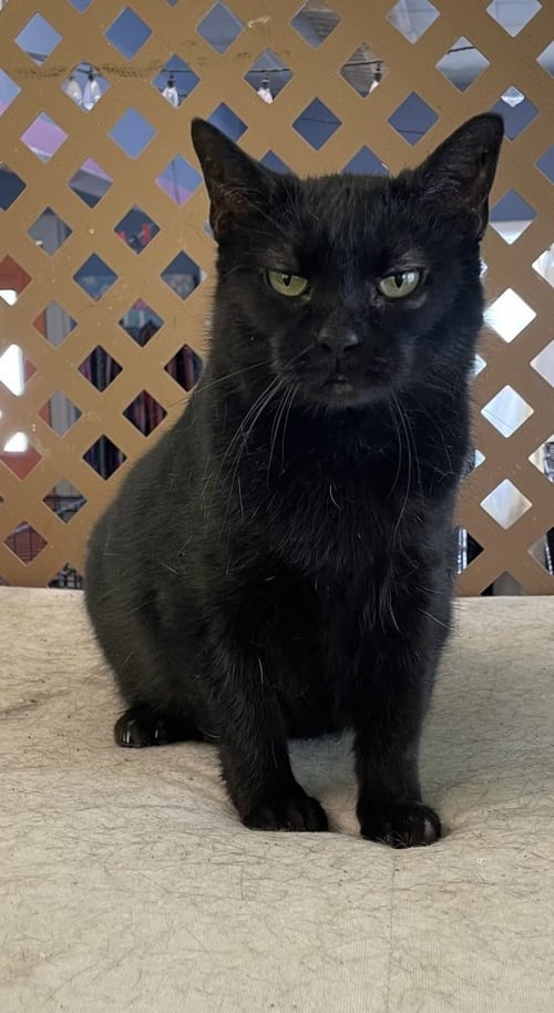 MARJORY - Domestic Medium Hair for adoption in Owensboro