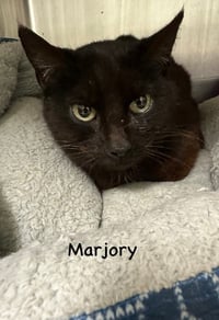 Marjory - Photo 2