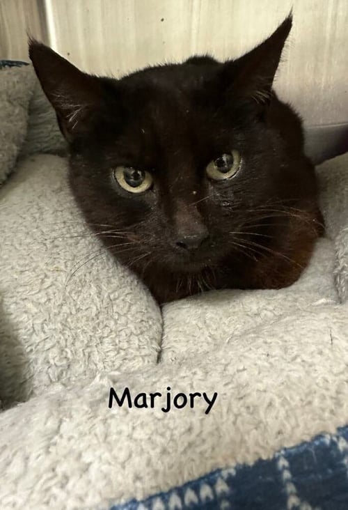 MARJORY - Domestic Medium Hair available for adoption