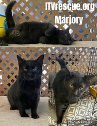 Marjory - Photo 2