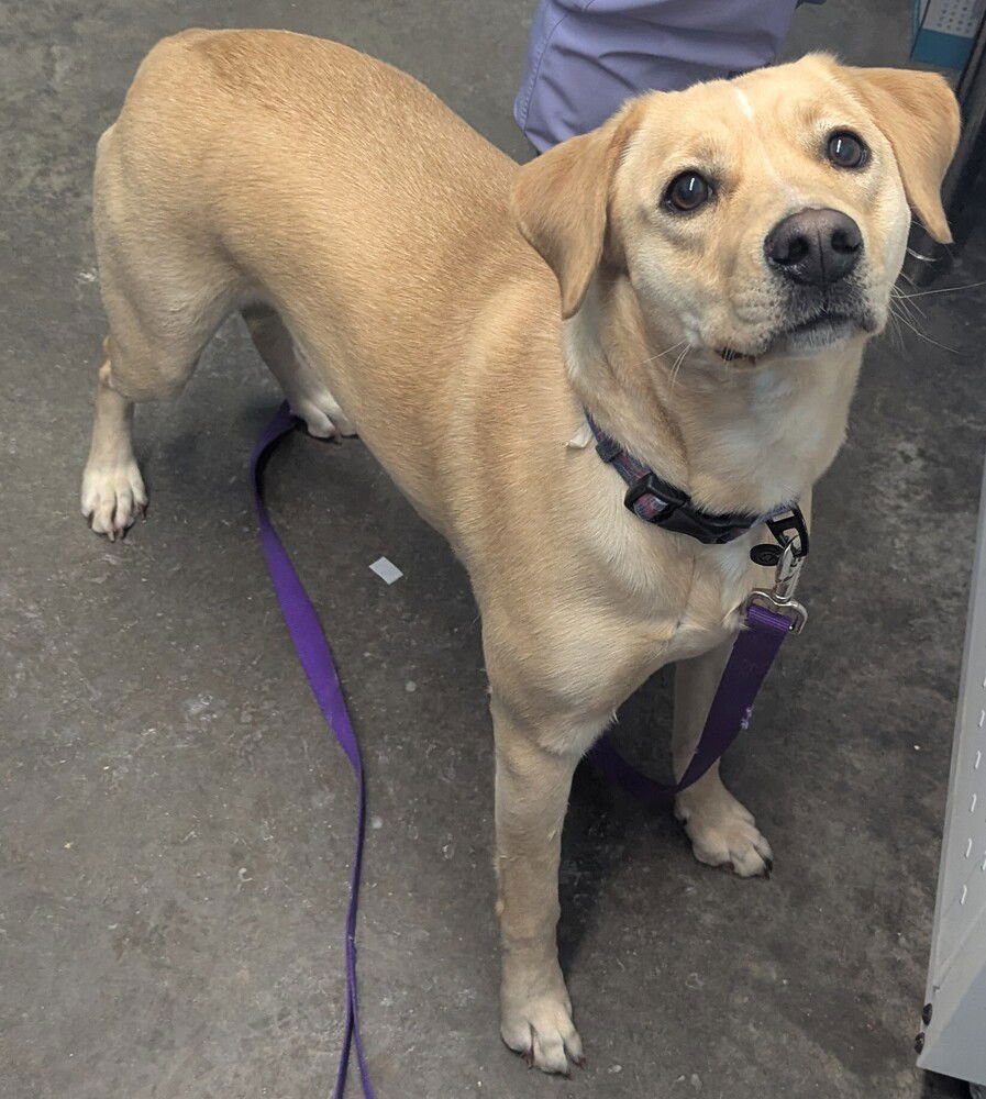 HALLIE - Labrador Retriever available for adoption