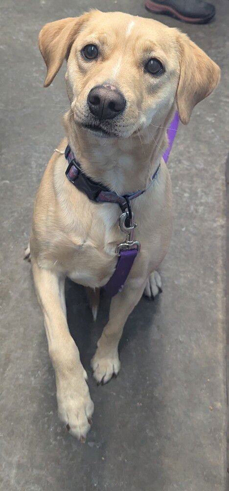 HALLIE - Labrador Retriever available for adoption