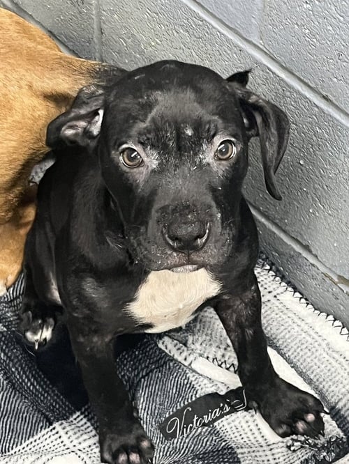 SUGAR PLUM - Pit Bull Terrier available for adoption