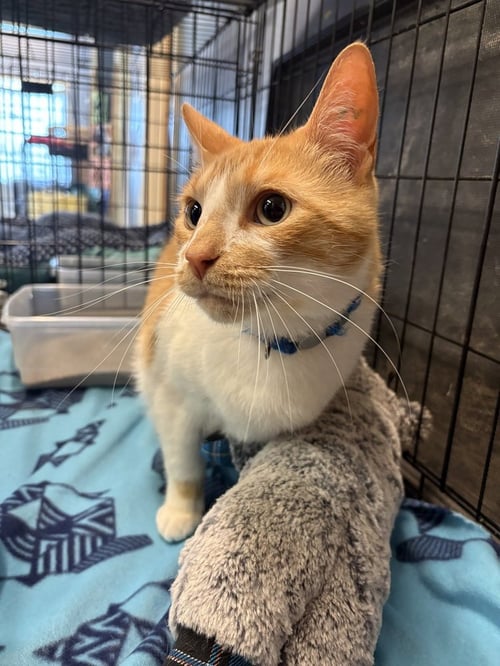 LUCKY - Domestic Short Hair available for adoption