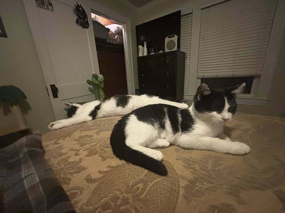 BLUEBERRY MUFFIN - Domestic Short Hair available for adoption