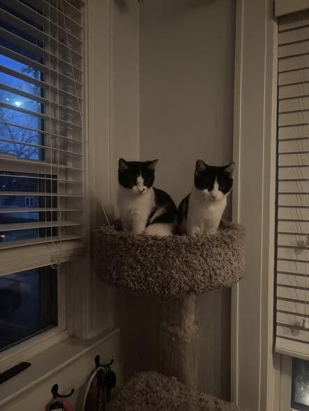 Blueberry Muffin - Photo 3