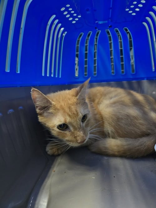 WOLVERINE (OSCAR) - Domestic Short Hair available for adoption