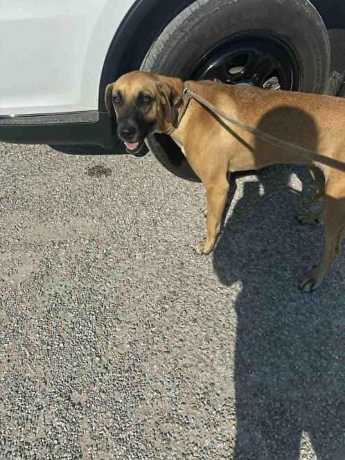 SILANITY - Shepherd available for adoption