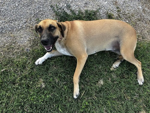 SILANITY - Shepherd available for adoption