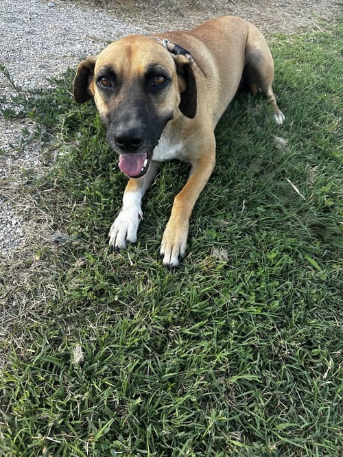 SILANITY - Shepherd available for adoption